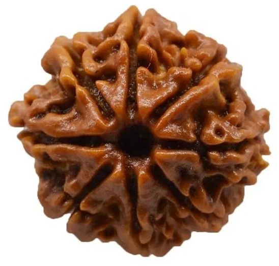 8 Mukhi Rudraksha