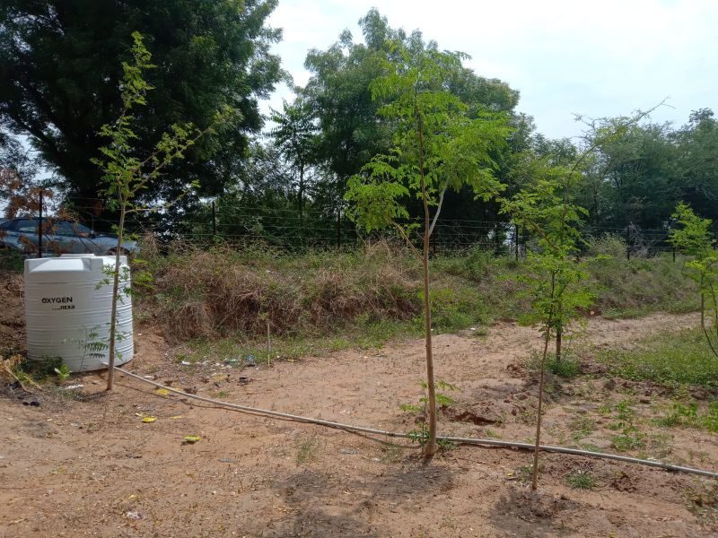 Moringa Dried Leaves