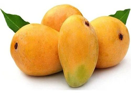 fresh alphonso mango