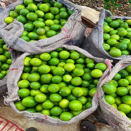 Fresh Lemon, Color : Green, Quality Available : A Grade