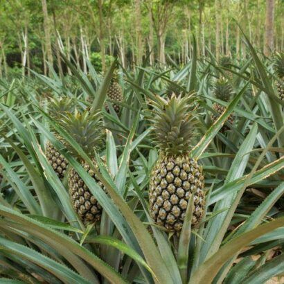 Fresh Pineapple, Color : Yellow, Green Medium To Large