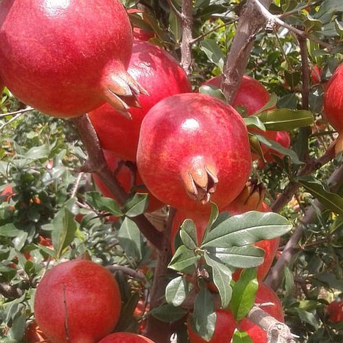 Natural Fresh Pomegranate