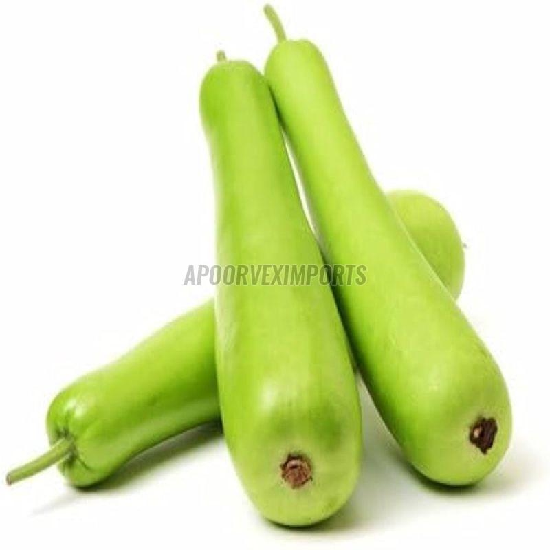 fresh bottle gourd