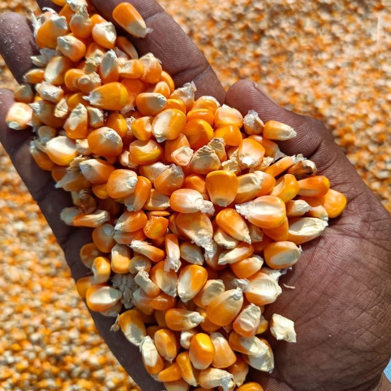 Animal Feed Yellow Maize