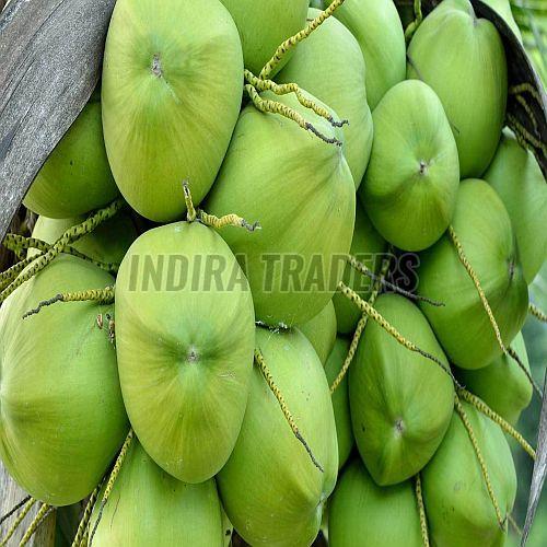 A Grade Solid Tender Coconut