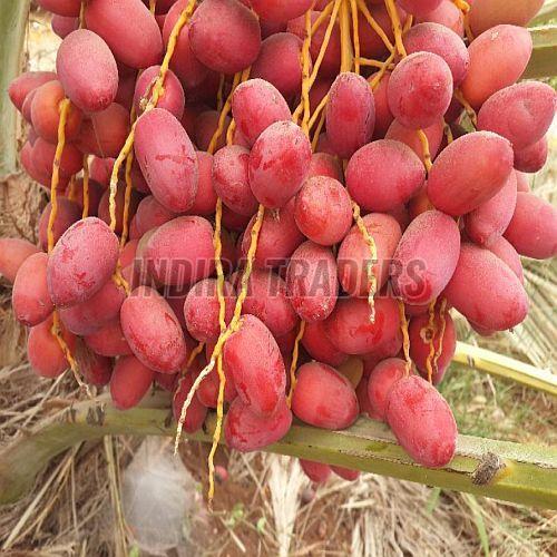 Fresh Dates, Packaging Type : Box