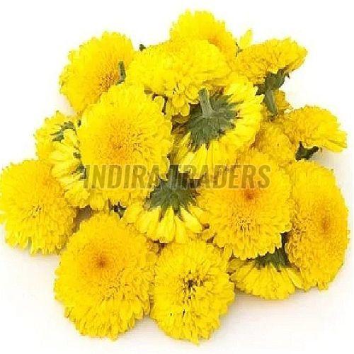 Fresh Yellow Samanthi Flower