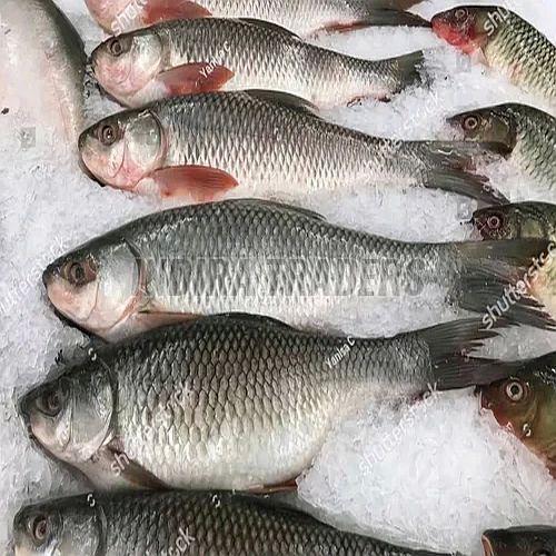 Frozen Rohu Fish