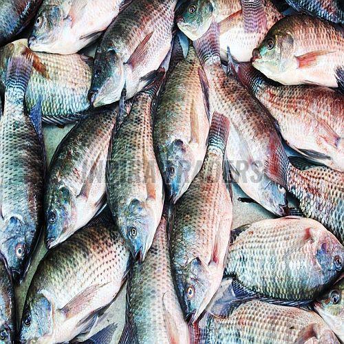 frozen tilapia fish