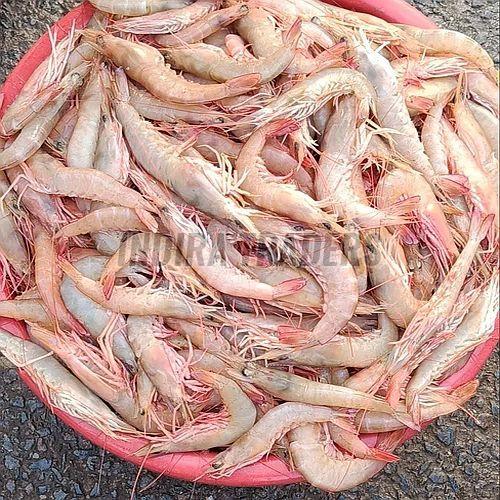 Light Brown Frozen Shrimp