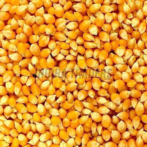 Yellow Corn Seeds, Packaging Type : Bags