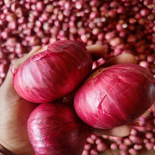 Nashik Fresh Red Onion