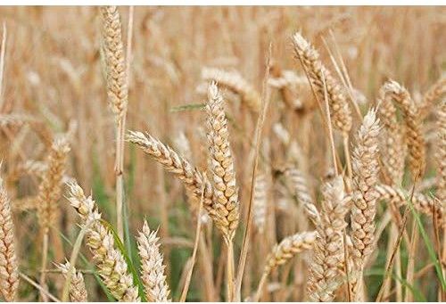 Common Natural Rice Bran Wax, Brand Name : H82 Resources