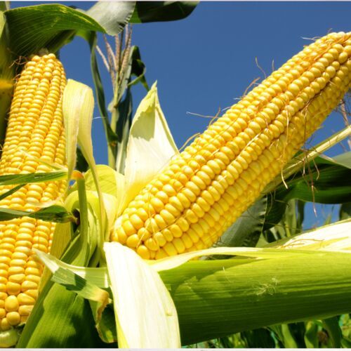 H82 Resources Natural Yellow and White Maize, Grade : Food Grade