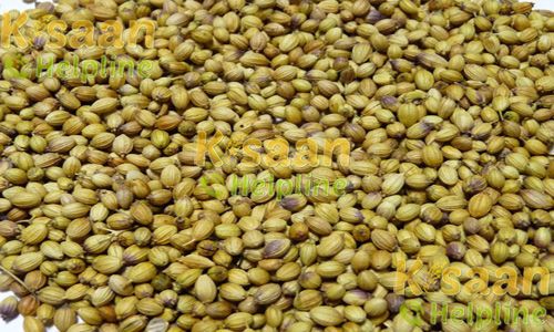 Organic coriander seeds, Packaging Size : 10kg, 25kg, 50kg 9%
