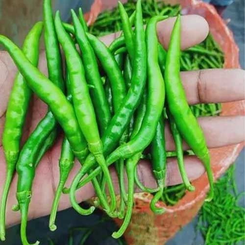 Organic Green Chilli, Packaging Type : Jute Bag, PP Bag, Loose