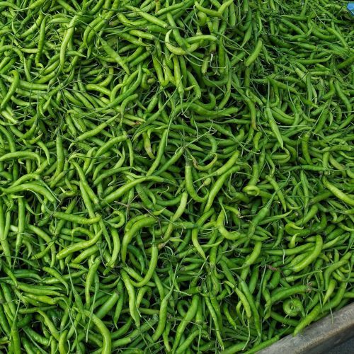 fresh green chilli
