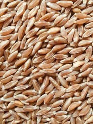 25-50kg Kumbhani Industries Wheat, Packaging Type : Gunny Bag