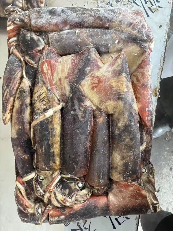 Frozen Squid