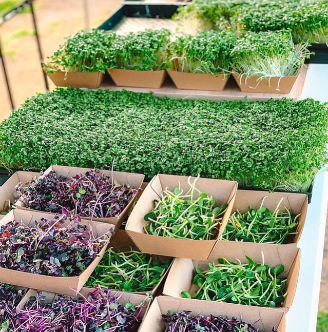 Fresh Microgreen