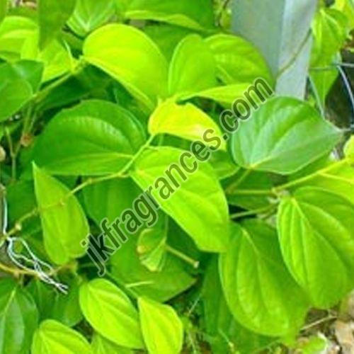 Betel Leaf Oil