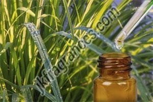 Organic Citronella Oil