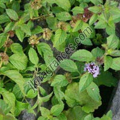 Mentha Arvensis Oil