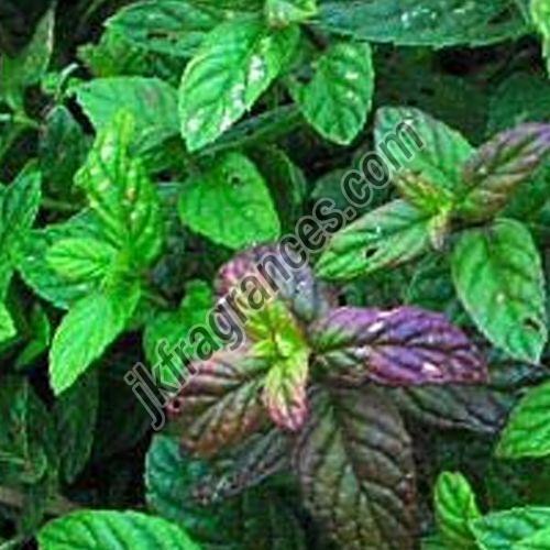 mint terpene oil