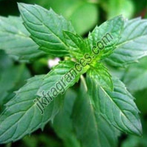 Natural Menthol Oil
