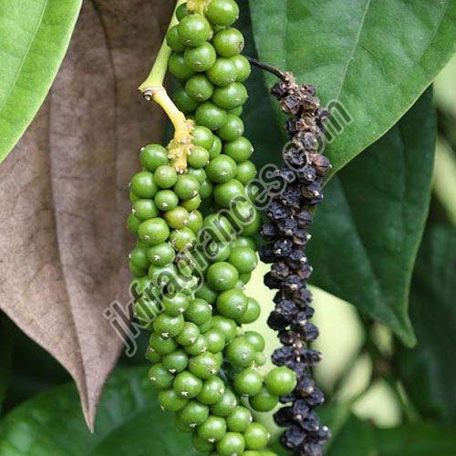 Organic Black Pepper Oil