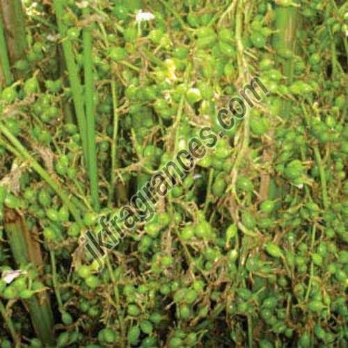 Organic Cardamom Oil