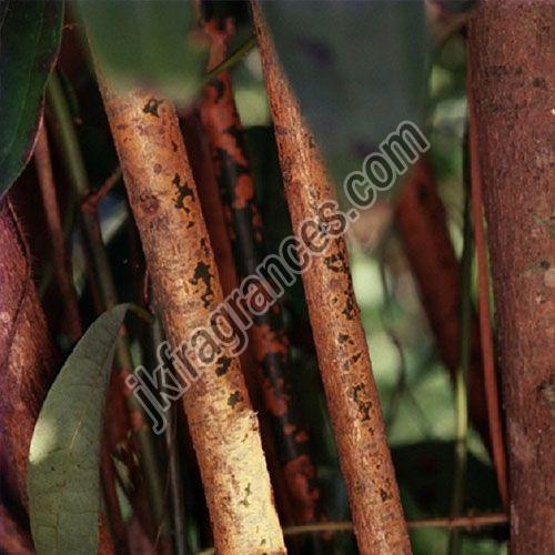 Organic Cinnamon Bark Oil, Form : Liquid