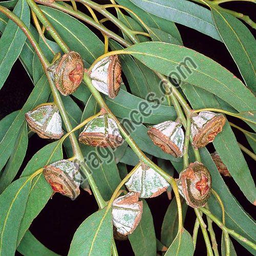 Organic Eucalyptus Oil
