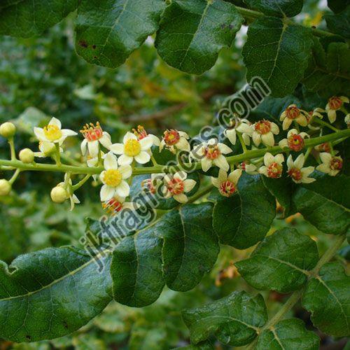 Organic Frankincense Oil