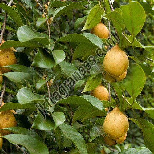 Organic Nutmeg Oil, Form : Liquid