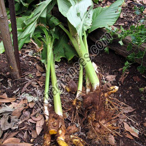 Organic Turmeric Oil