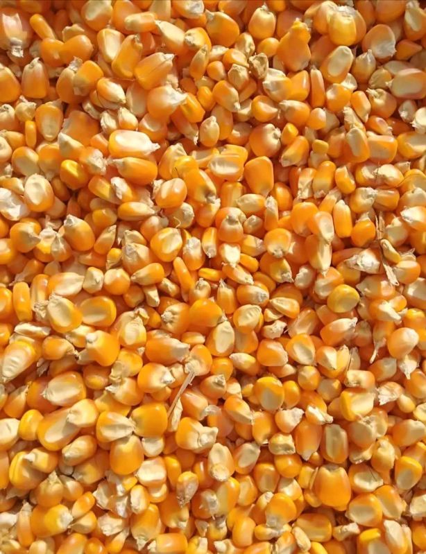 yellow maize