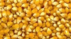 corn seeds