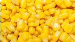 Maize (Yellow Corn)