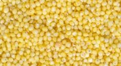 Millet, Packaging Type : Gunny Bag