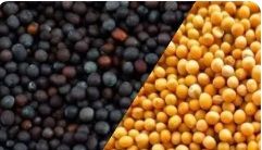 Mustard (Black & Yellow)