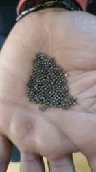 Stainless Steel Shots