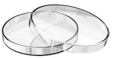 Glass Petri Dish