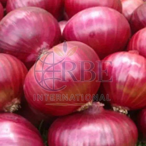 Fresh Big Red Onion