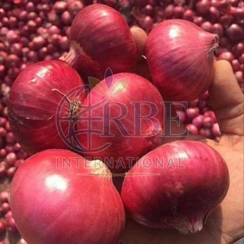 Organic Fresh Hybrid Red Onion, Packaging Type : Gunny Bag, Net Bag