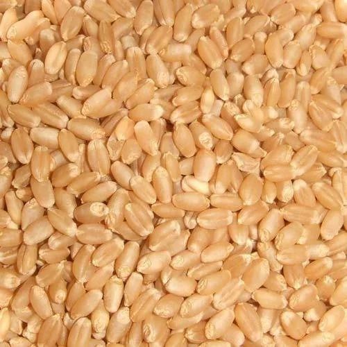 sharbati wheat