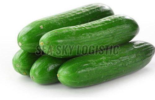 Fresh Cucumbers