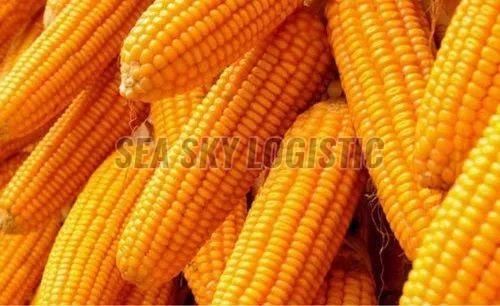 yellow maize