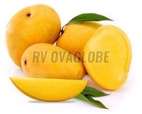 fresh alphonso mango