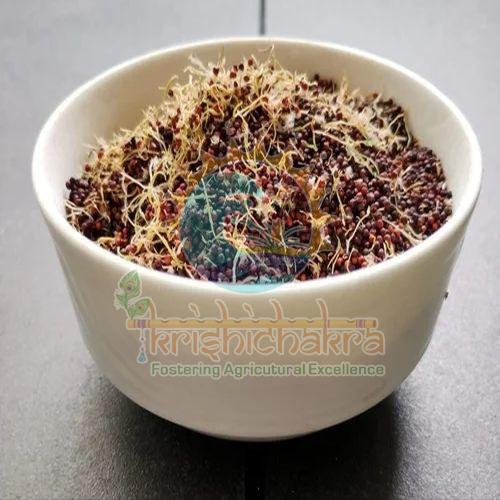 Sprouted Ragi, Packaging Size : 5Kg, 10kg, 20kg for Cooking, Baking